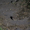 オオヨタカ Common Pauraque