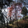 勝俣部長の健康体質作り････高尾山「健康を体感する」（７５）