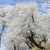 丹沢三峰縦走!本間ノ頭・円山木ノ頭・春ノ木丸登山(後編) 