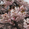 満開の椿寒桜【兼六園・上坂口】