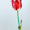 日々絵「Tulips」 20.04.21
