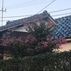 百日紅