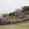 ３月７日　総合農事センターの梅の花など