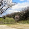 芽吹き  山桜  つつじ