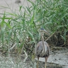 Purple Heron ムラサキサギ (インドの鳥その130)