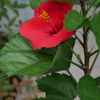  ハイビスカスの花