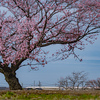 敦賀へ向かう北陸新幹線と桜