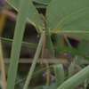 Acrida cinerea　ショウリョウバッタ