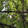 渡りはまだ終わらず(大阪城野鳥探鳥 2016/05/29 4:35-11:35)