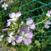 カラシナと　双子のような　花大根