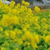 花の海に菜の花