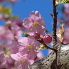 西東京市のカワヅザクラ（河津桜）