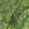 ６月の生き物観察会～田んぼから境川遊水地