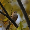 今日も水鳥。。。