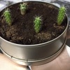 （リトルガーデン）サボテン　種植えてから約六ヶ月半くらいの様子
