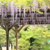 旧芝離宮恩賜庭園を歩いて～写真散歩～4/27