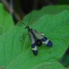 Panorpa japonica　ヤマトシリアゲ