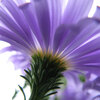 朝鮮紫苑、独活、針槐