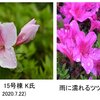 鴨志田西団地風景写真（春～初夏編）の発表