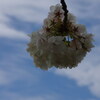さくら三昧「八重桜」