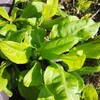 地植えにすると増えすぎる植物
