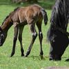 【2023年度デビュー新種牡馬】活躍が期待される種牡馬12頭の産駒の傾向を予想！！