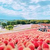 秋天遍佈山丘的紅色掃帚草——国営ひたち海浜公園