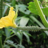 夏野菜の収穫開始