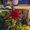 ミニバラと紅丁花開花