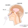 子供脳を飼い慣らす