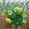 初めて見た！春菊の花は、まさしくキク。