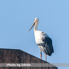 今日の野鳥　コウノトリ