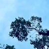 ５月１１日