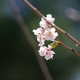 十月桜は、少し早かった