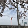 桜の花舞い上がる2024