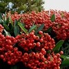 あさはか・・