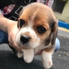 愛犬の日