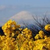 立春の吾妻山