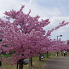 満開の河津桜