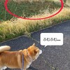 洗車、洗犬、ワラビ採り。