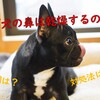 なぜ犬の鼻は乾燥するのか？乾燥する原因と対処法について