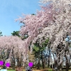 圧倒的な美を見よ・敷島公園の枝垂れ桜  