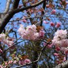 兵庫県東播磨：高砂）JR曽根→鹿島・扇平自然公園、市ノ池公園。八重桜は三、四分咲き。ルリビタキ、ホオジロ、メジロ、コゲラ、シメ、イソヒヨドリ、シロハラ。