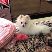 まるでお猿さん！ポメラニアンの猿期はいつからいつまで？
