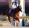 競馬初心者必見☆馬券予想🔥〜フェブラリーステークス〜