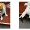 夜、ジー様と遊んでいる保護猫君を激写する