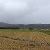 朝は雨。