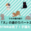 【うちの猫｢大｣の道のりパート２】母猫のTNRは完了！子猫たちは？