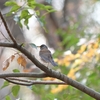 何だかんだで野鳥撮り
