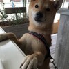 犬連れで世界一の朝食を【bills 横浜赤レンガ倉庫店】